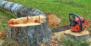Best Root Management and Removal  in Billings, MT